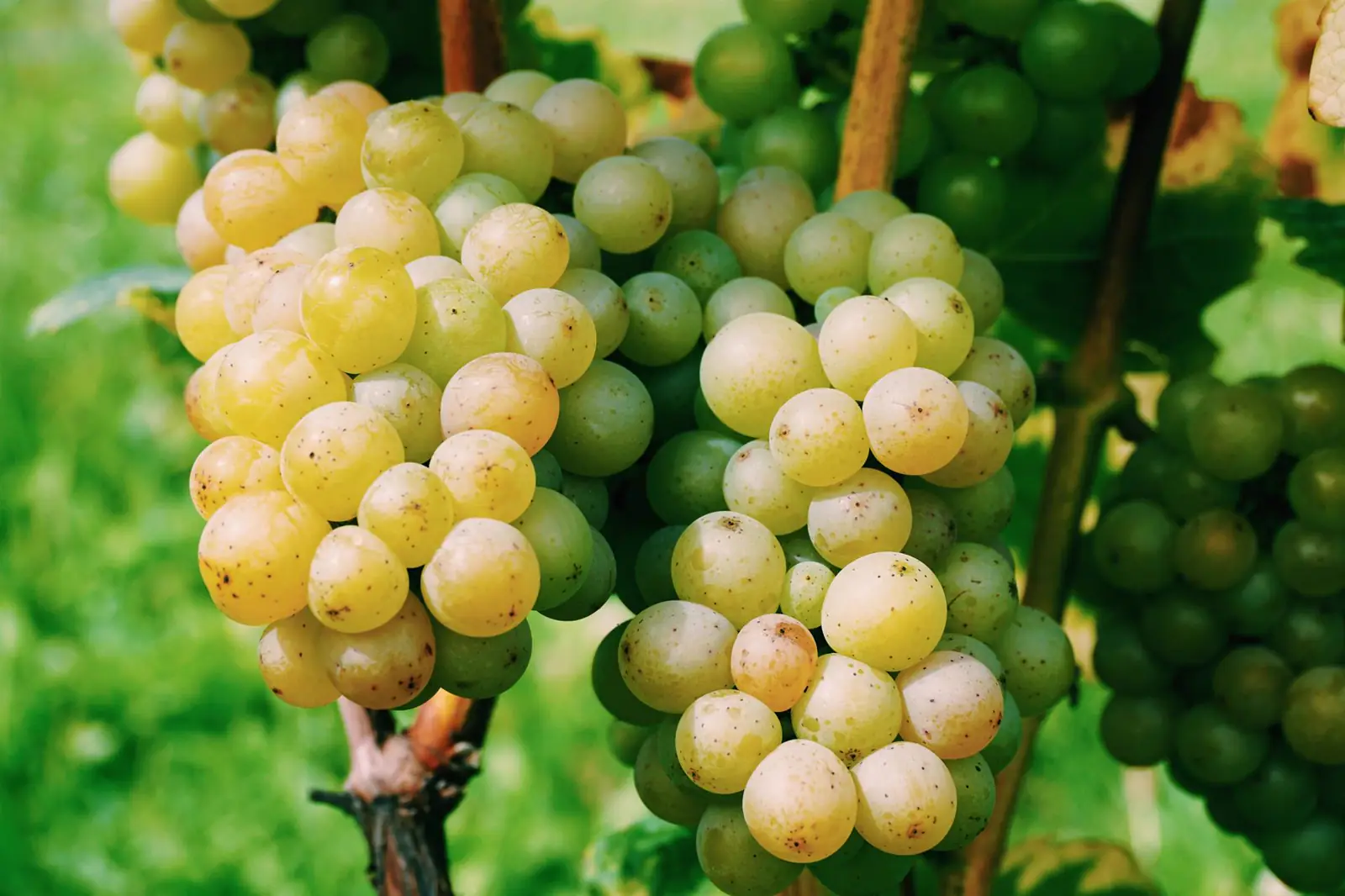 夏の鷹栖ブドウ畑