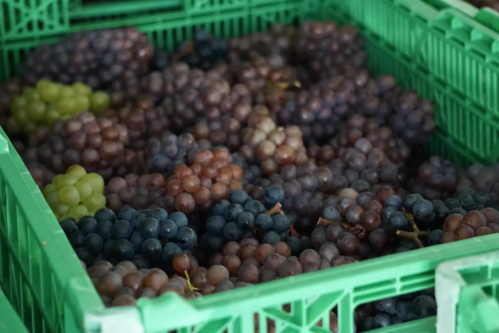 鷹栖の畑に実るブドウ
