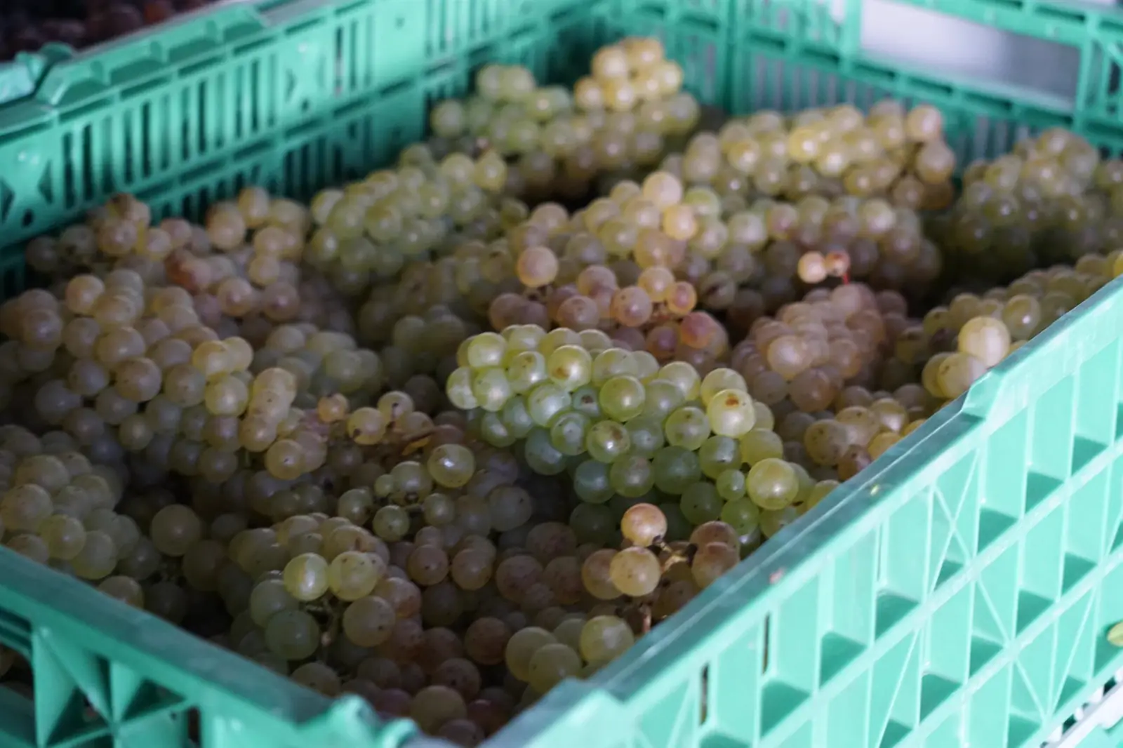 収穫前のブドウの房