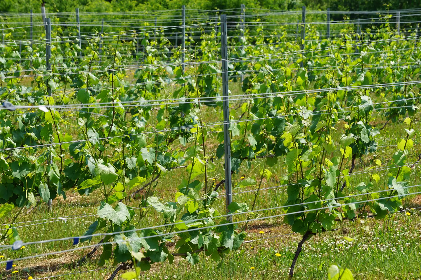 秋の鷹栖町ブドウ畑